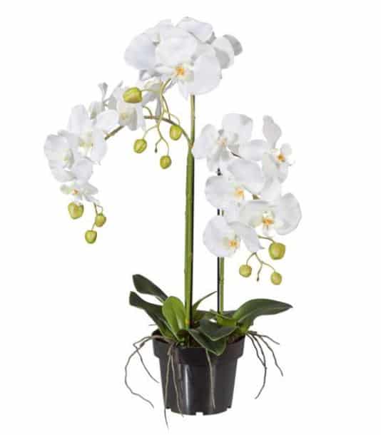 orchidea finta